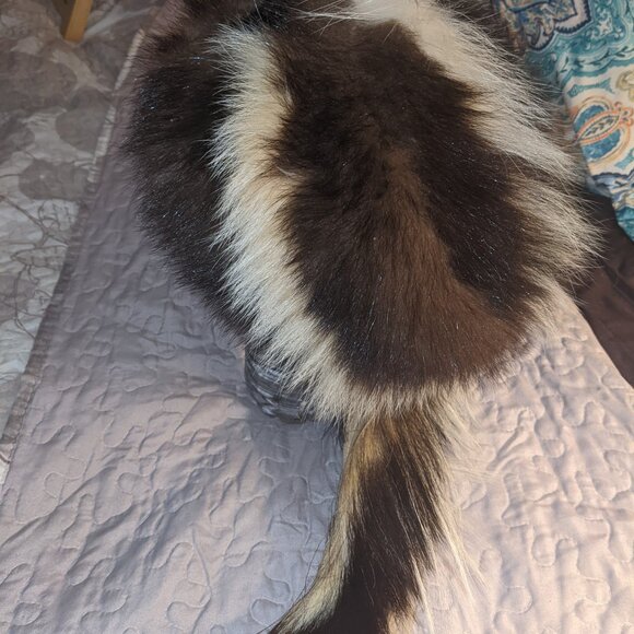 Real Skunk hat with face and tail main image 6